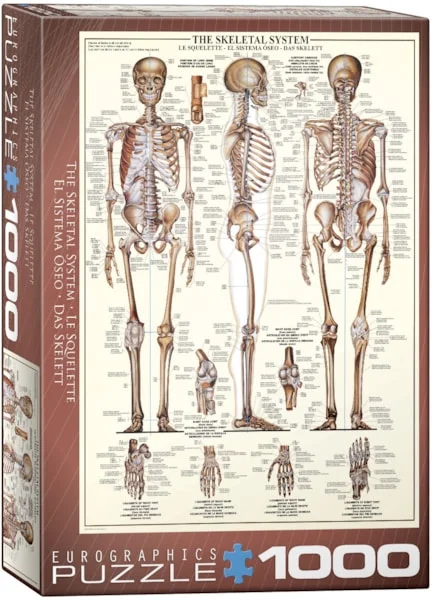 The Skeletal System 1000pc - EuroGraphics Puzzle